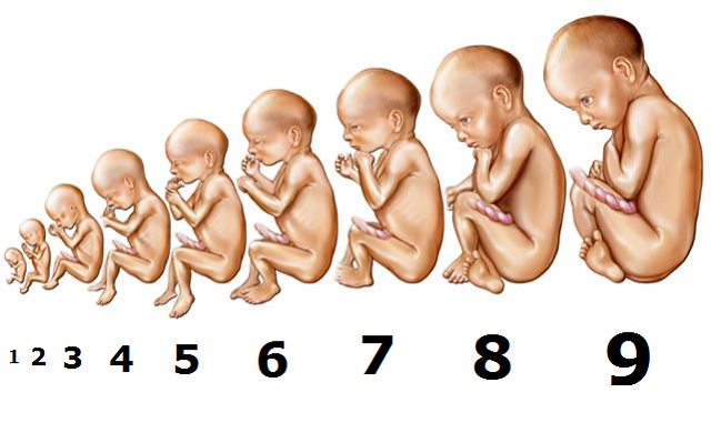 Aylık Anne Karnındaki Bebek Gelişimi Nasıldır? 1-9 Ay